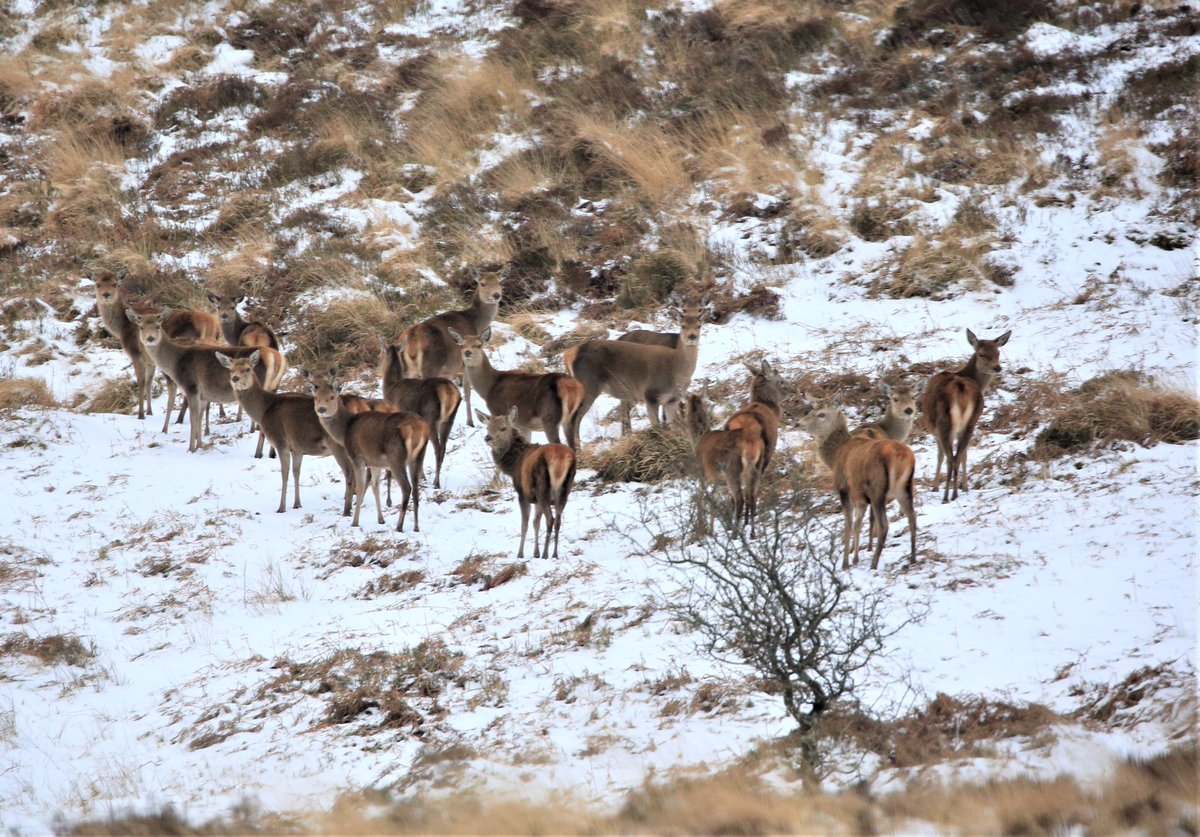 Snow on Exmoor #RedDeer #Exmoor #Safaris #lovewhereyoulive  <a href="/VisitSomerset/">Visit Somerset</a> <a href="/visitexmoor/">Visit Exmoor</a> <a href="/lovenorthdevon/">North Devon</a> <a href="/ExmoorNP/">Exmoor National Park</a> <a href="/VisitEngland/">VisitEngland</a>
