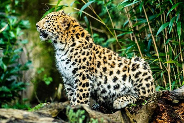 matthodgson2's tweet photo. We had a great family day out to the zoo today. We took our cameras along and in between managed to get some pictures.
Which is your favourite picture?

#colchesterzoo #nature #mercat #leopard #lion #penguin https://t.co/Odq1TmNPSB