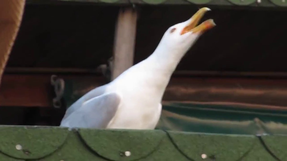 Мама из другой комнаты : зовёт меня 
Я: что? 
Мама: ...
Мама: ...
Я :