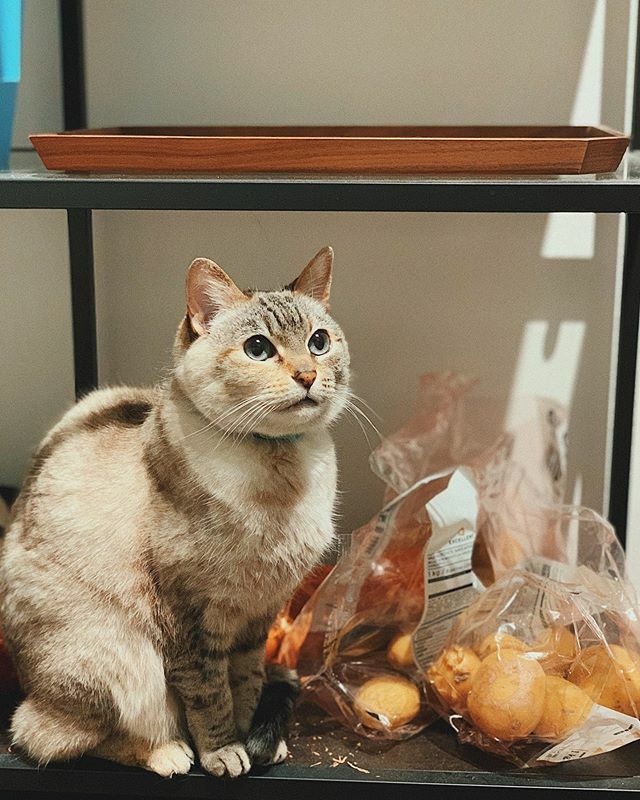 justkitain's tweet image. Keeper of the potatoes 🥔 #pueocat