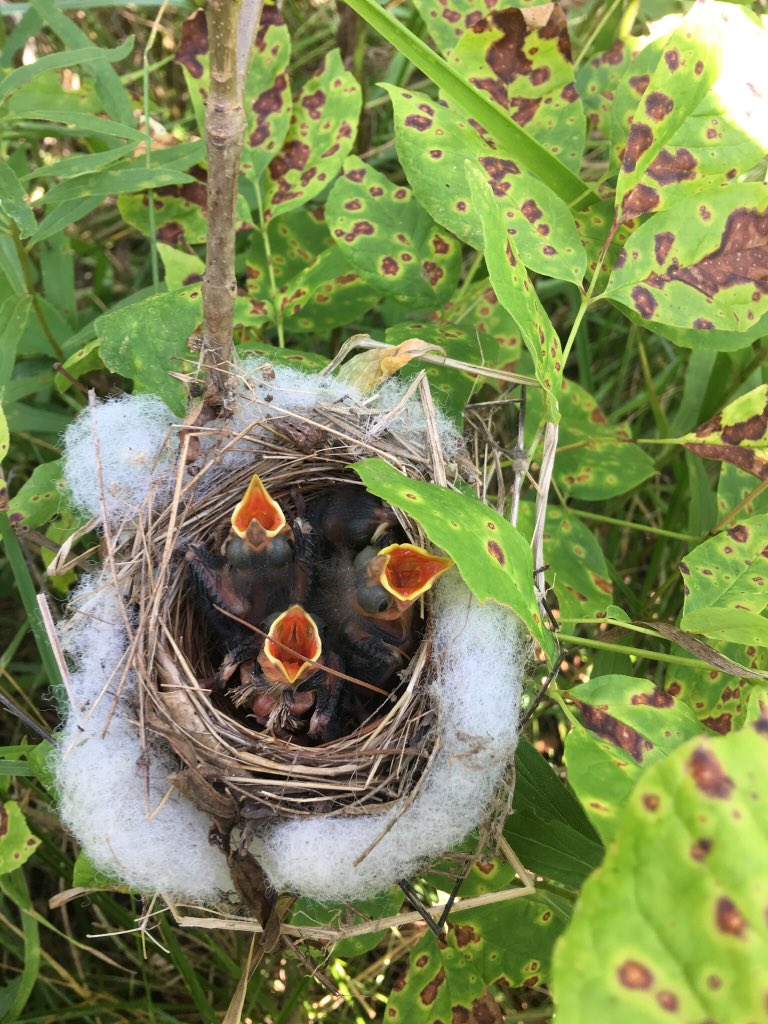 RustyFields58's tweet image. This will be a common sight soon.... COME ON SPRING!!