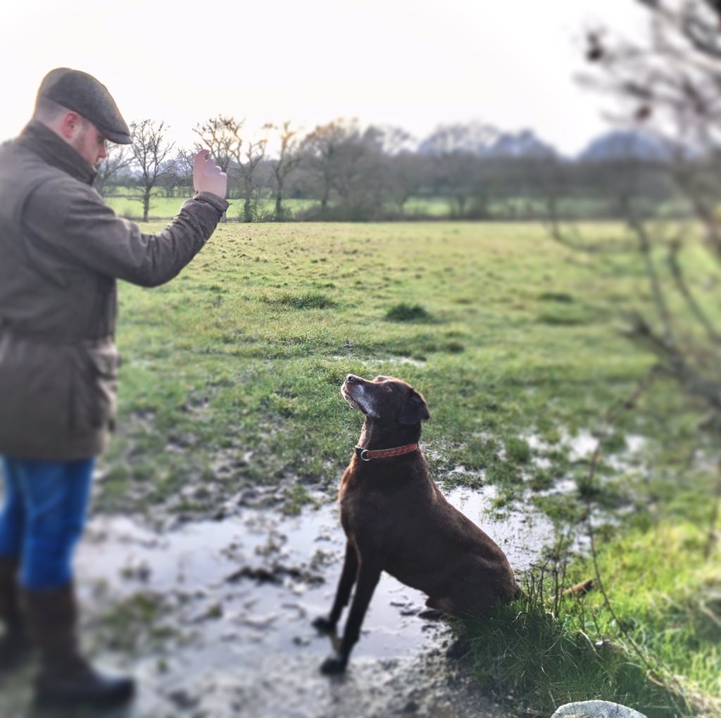 tailssuccess's tweet photo. Training is about mutual respect &amp; the desire to help each other through the daily challenges. Building a strong bond and learning new skills becomes enjoyable for you both.

#labrador #dogtraining #cotswolds #labradorretriever #dogsoftwitter #happydog #labmix #puppytraining https://t.co/y83whrUYf3