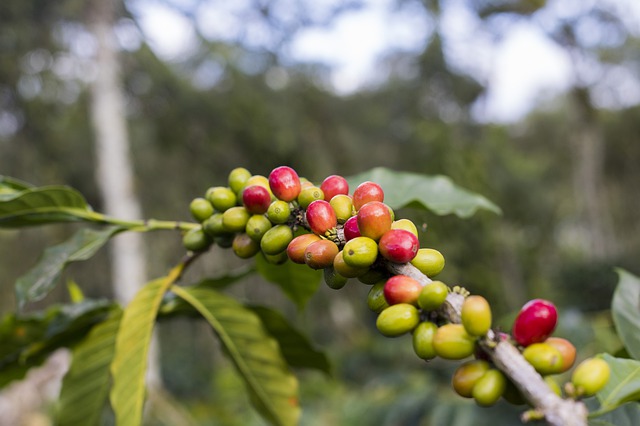 CoopersCC's tweet photo. It all starts at the farm... #coffeecherry #coffeeaddiction #singleorigincoffee #smallbatchroasters https://t.co/U2wXTeGHdC