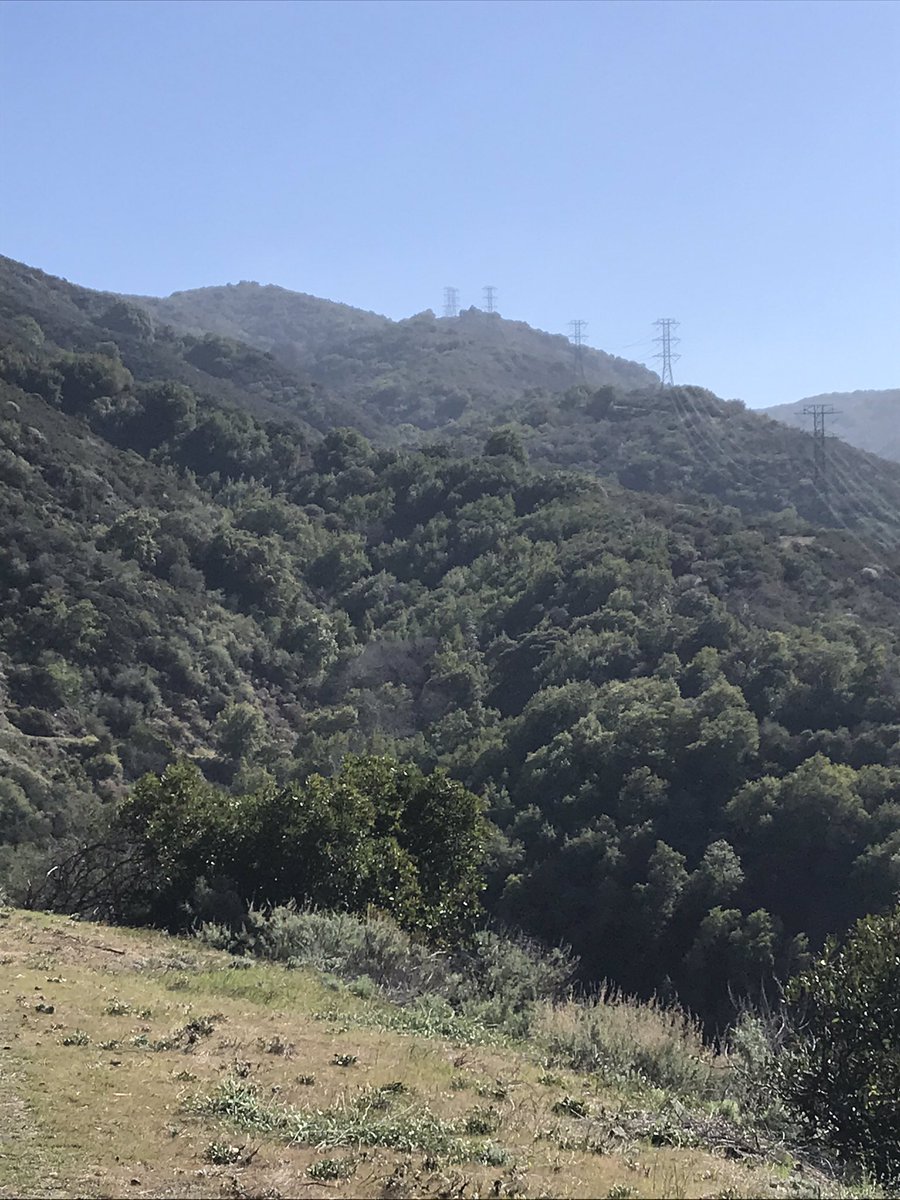 Teresa Codemo tweet media