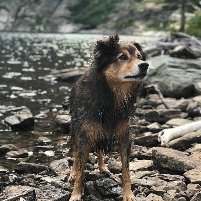 Spring is coming! Soon the rain will stop, the flowers will bloom, and we will be here with all the gear your pup needs to adventure in nature with you. .
.
.
#portlandoregon #portland #pdx #pnw #dogsofinstagram #dogsofinsta #doglover #petstagram #dogsandpals #igdogs #dogsof…