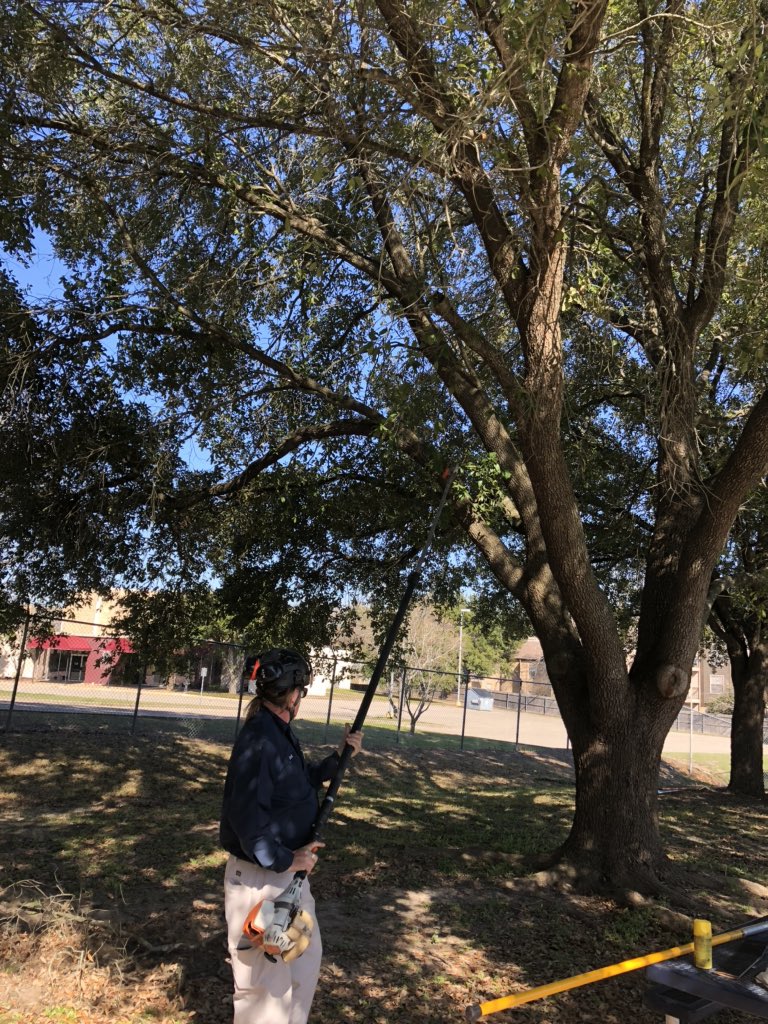 Pruning training in the City of Temple. We ended up pruning some live oaks adjacent to a city pool. Good thing I brought my poke pruner with my paint spray attachment. #TexasOakWilt