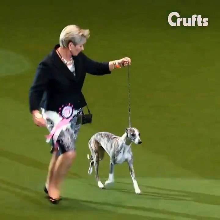 Crufts on Twitter "Who will win Crufts Best in Show 2020?! 🙌🏼 🐶 🏆