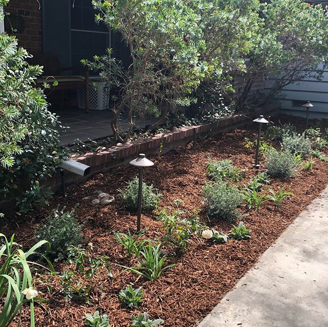 EdenCondensed's tweet photo. We replanted an overgrown bed and found the landscape lighting! We planted Iceberg roses, Westringia, Mexican sage, day lilies, and stachys.
#flowerbed #frontyard #icebergroses #daylily #timetoplant #almostspring #gardenstyle https://t.co/YG67TyicJf https://t.co/PoCaFkHoKj