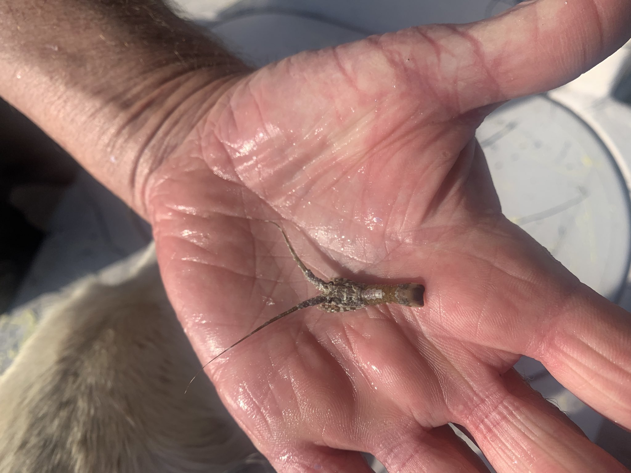 Barbie Wilson RT (R) (CT) RDMS RVT 🎣🌊🌴☀️🧜🏻‍♀️ on X: Just released  this baby lobster caught in the cast net with mahua! Smallest one I've ever  seen #keywest  / X