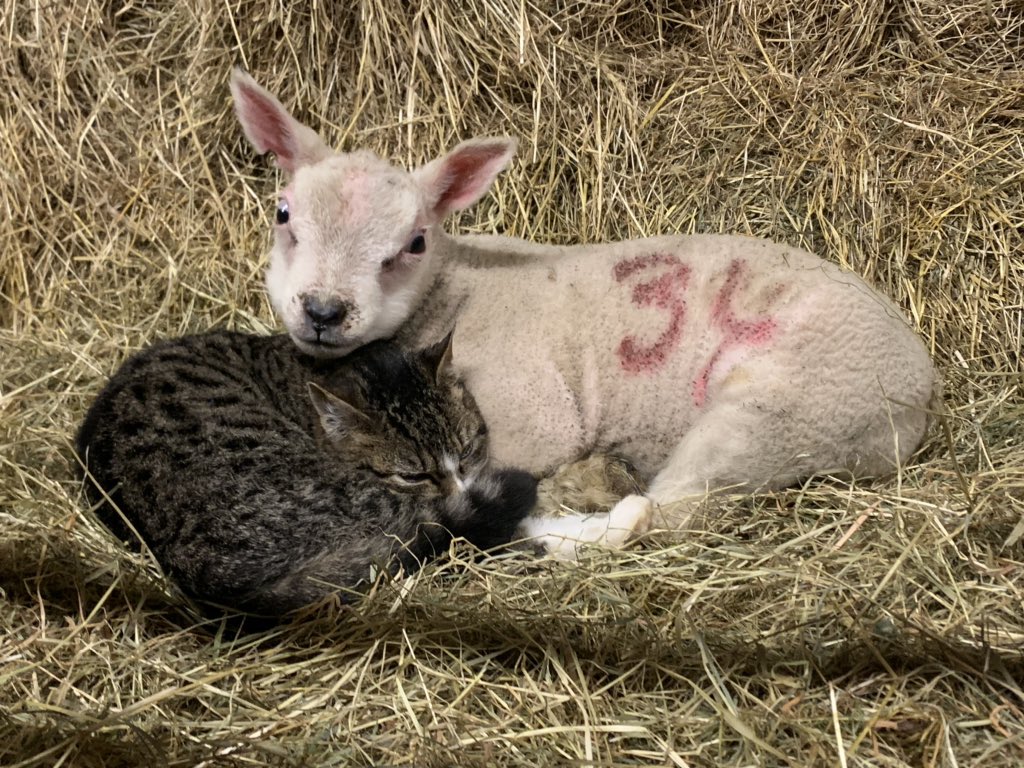 Helendmorgan's tweet photo. Storm???..........what storm??!!!!!  #lambing2020 #farming #friends @beltexsheep https://t.co/eQv6j6XNP4