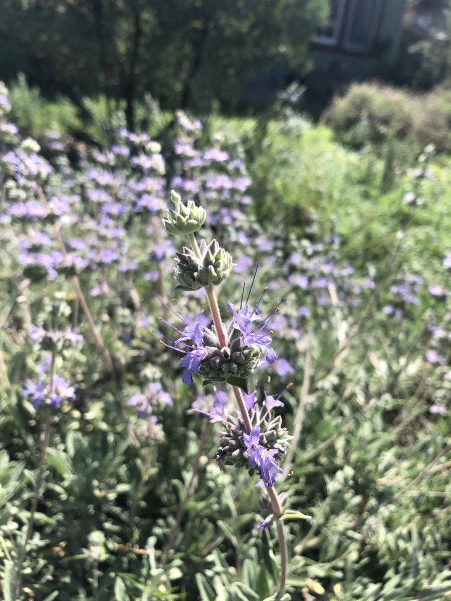 naomibot's tweet photo. Welcome to my full sun, hot, dry inland SoCal garden that receives ZERO supplemental irrigation. 

I live in LA County where 70% of water consumed by the average single family home is used outside. 

We can do better and it’s not hard. https://t.co/V0t2NvGYGX