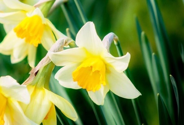 花 3月1日の花 ラッパスイセン 花言葉 心遣い ヒガンバナ科スイセン属 由来 副花冠のラッパ状の形から 花色 白 黄色 オレンジ 複色 花期 3月 4月 原産地 地中海沿岸 エミリー ポスト 米国の作家 1873 1960年 マナーとは他人の 花 3月1日の花 ラッパスイセン 花言葉 心遣い ヒガンバナ科スイセン属 由来 副花冠のラッパ状の形から 花色 白 黄色 オレンジ 複色 花期 3月 4月 原産地 地中海沿岸 エミリー ポスト 米国の作家 1873 1960年 マナーとは他人の