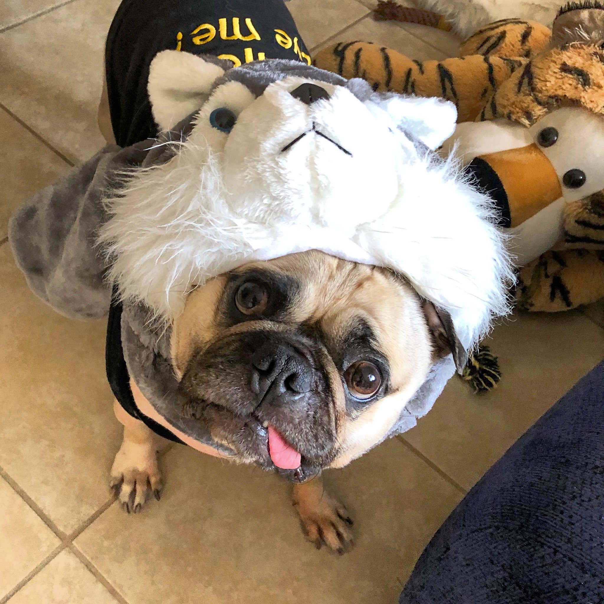 Pug Wolves Maximus The Pugladiator on Twitter: