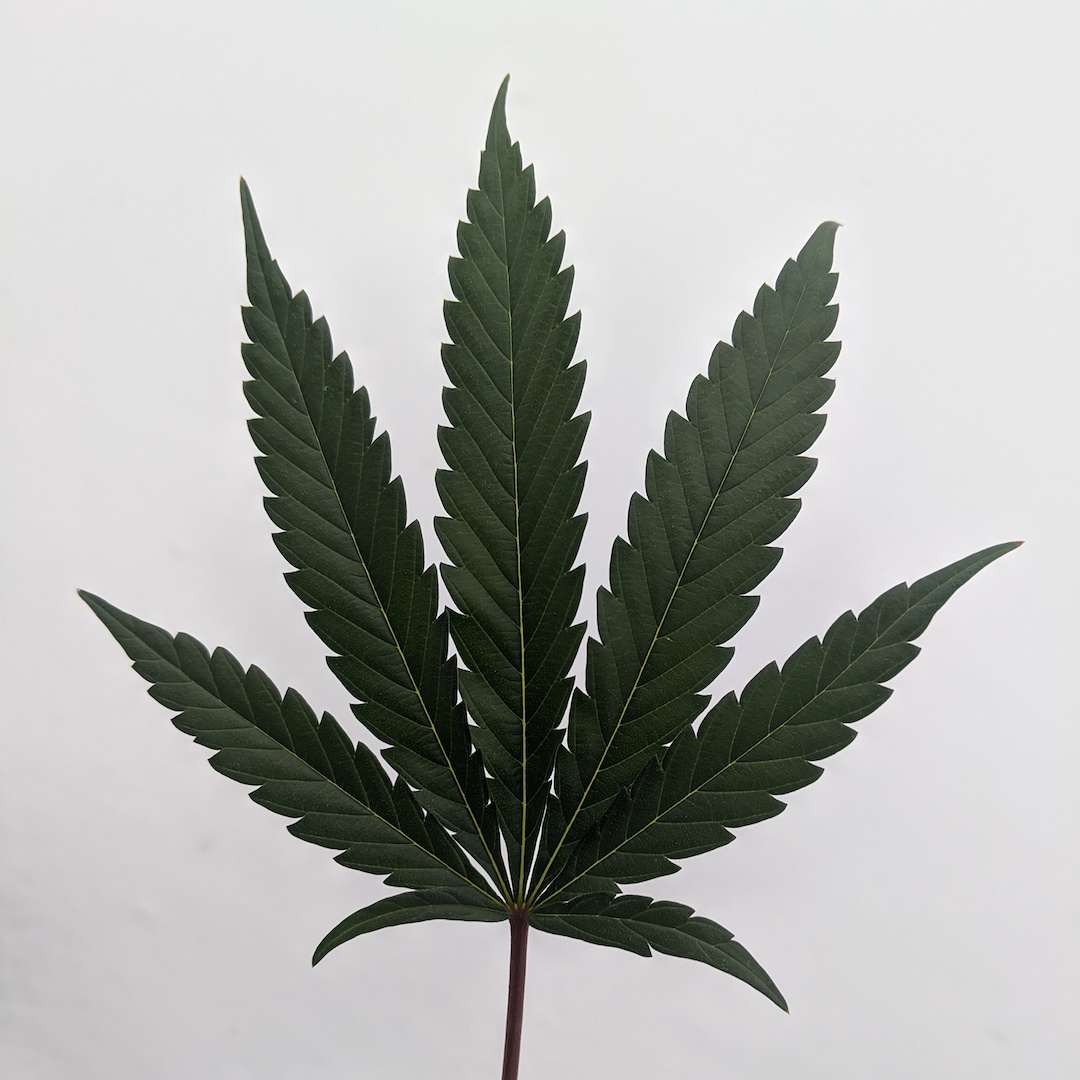 thepassdotco's tweet photo. Perfection 🍁
.
.
.
.
#ThePass #Dream #Relieve #Create #Connect #berkshires #retail #cannabiscommunity #visittheberkshires #413 #findthepass #massmmj #intheberkshires #cannabisdispensary #recreationalmarijuana #weed #extraction #cannabisextraction #cannabisculture https://t.co/G0AeFWuK2z
