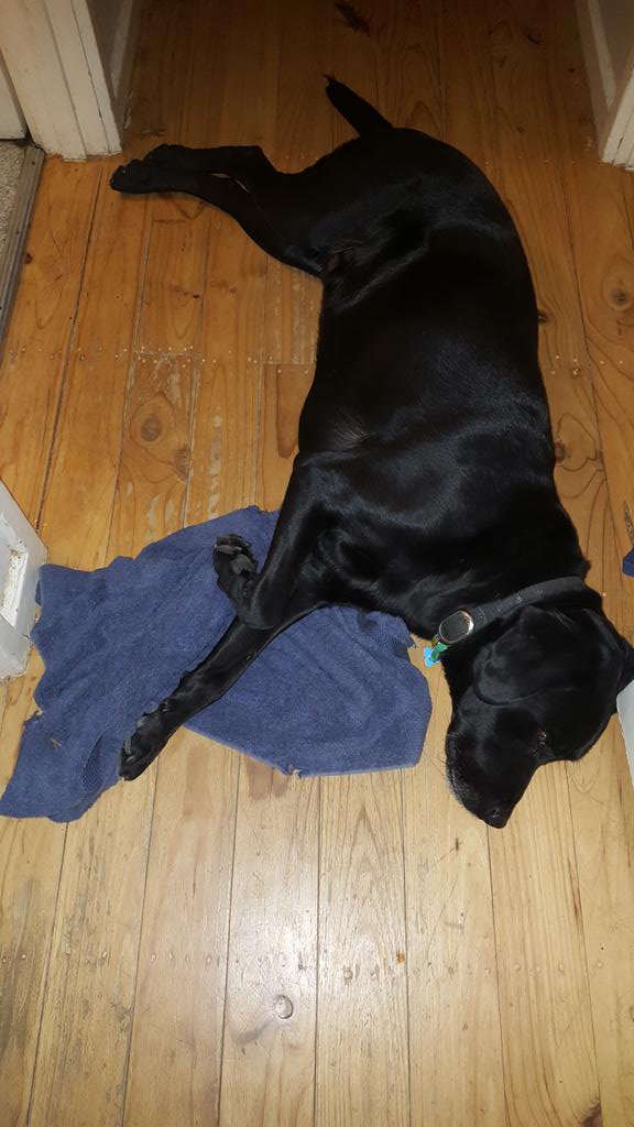 TwoDogHowl's tweet image. Murphy loves his towel...happily grabs it whenever we come inside and carries it everywhere...just perfect to snooze with as well 💕🐕🐾