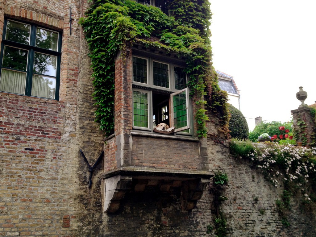 oh to be a yellow lab napping on a windowsill overlooking a canal in Bruges