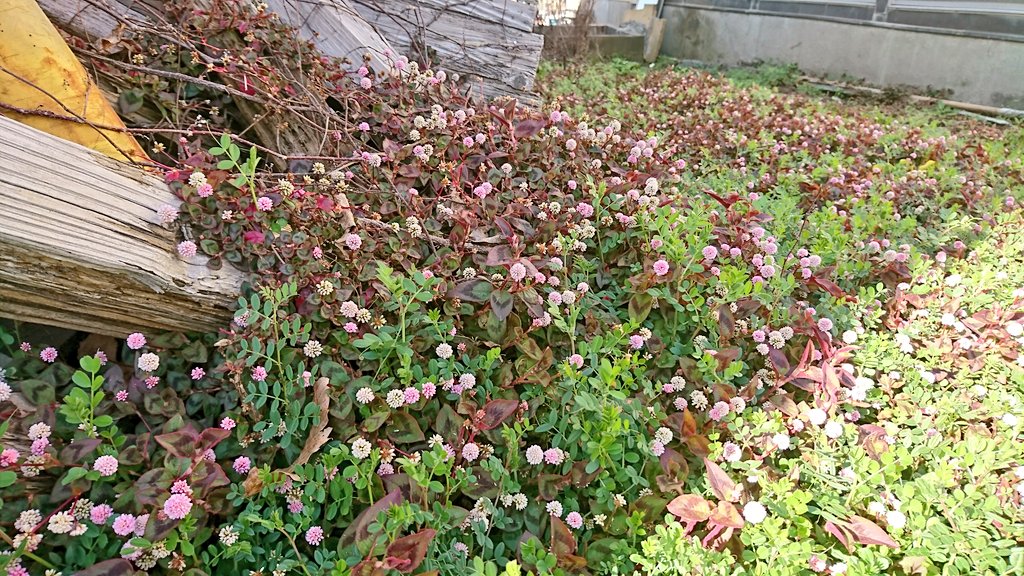 場所も日時も違う明るい写真。 