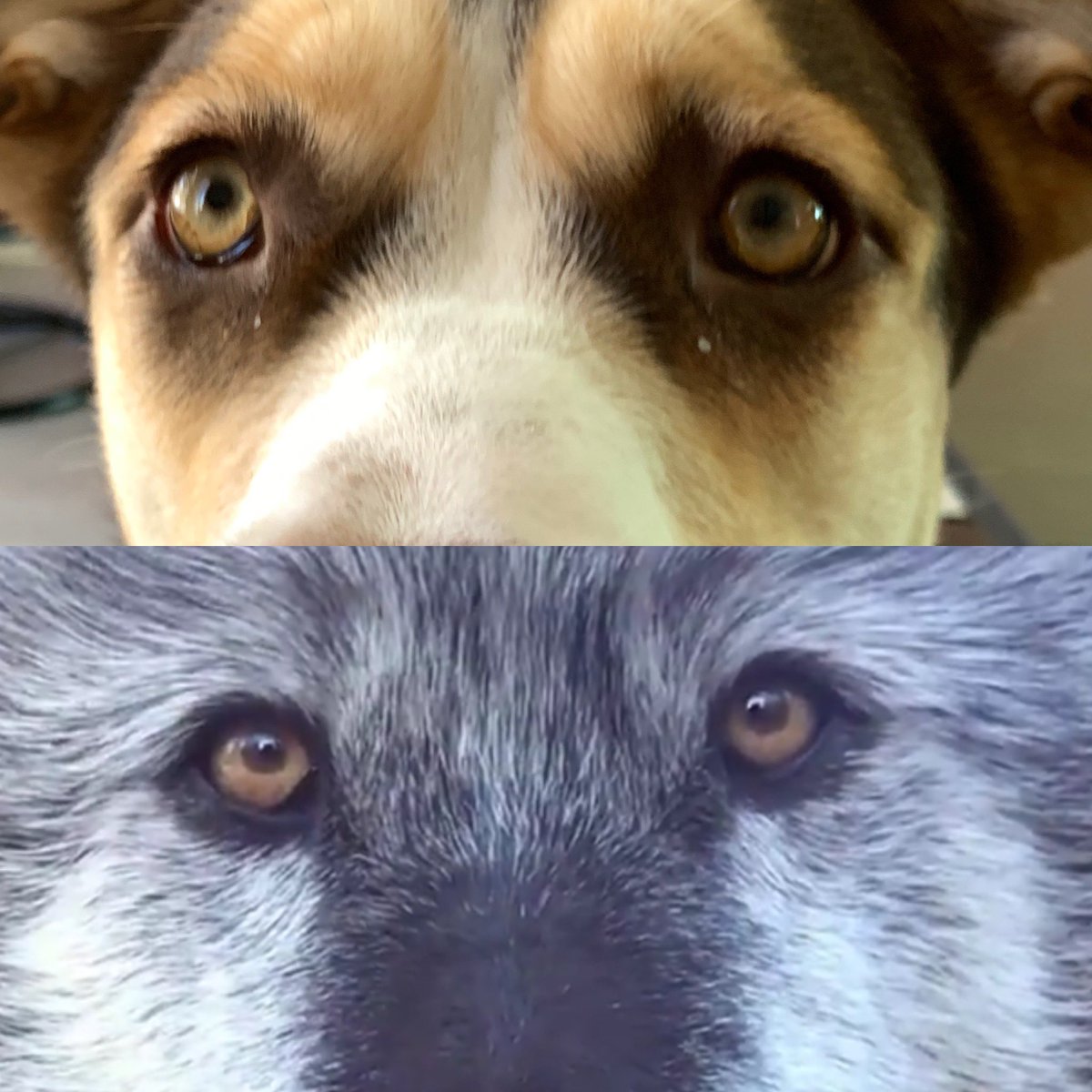 Nova: #PhotoChallenge2020February 
Day 28 - eyes -
Dad says I have Wolfy eyes... 
OF COURSE! 
I AM NOVA, QUEEN OF THE NORTH!

#NovaoftheNorth
#AdoptDontShop  #dogsoftwitter