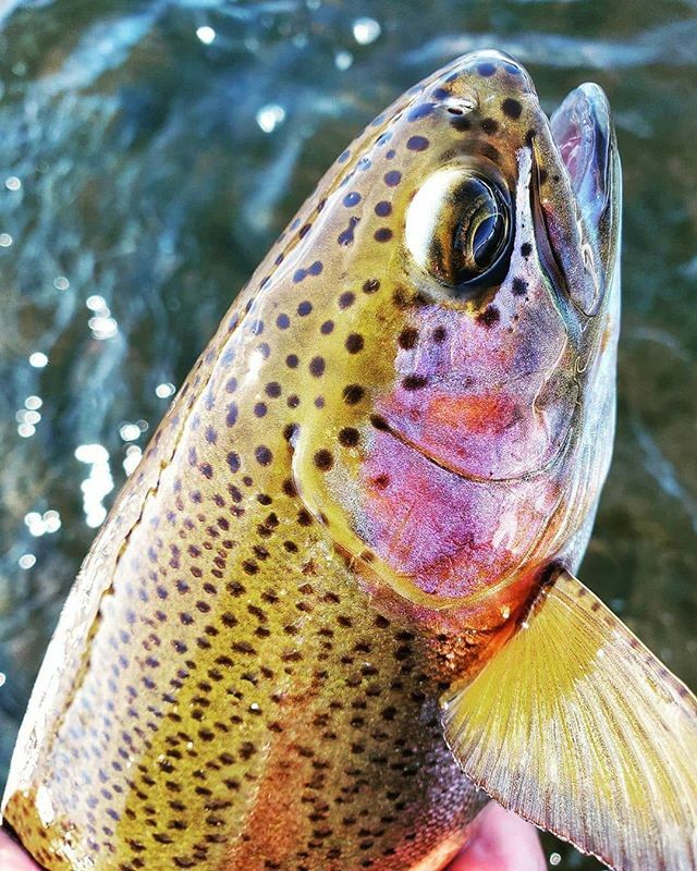 TrueFlySupply's tweet photo. Great looking fish from @beavercreekfft that pink cheek is awesome. .
.
.
.
.
.
#Trout #troutfishing #troutbum #troutporn #wildtrout #troutunlimited #troutflies #troutcandy #troutfood #troutonthefly #troutseason #trouthunting #nativetrout #bigtrout #flyf… https://t.co/NlXMLOVRSp https://t.co/os8k8EOs0C