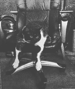 #Caturday