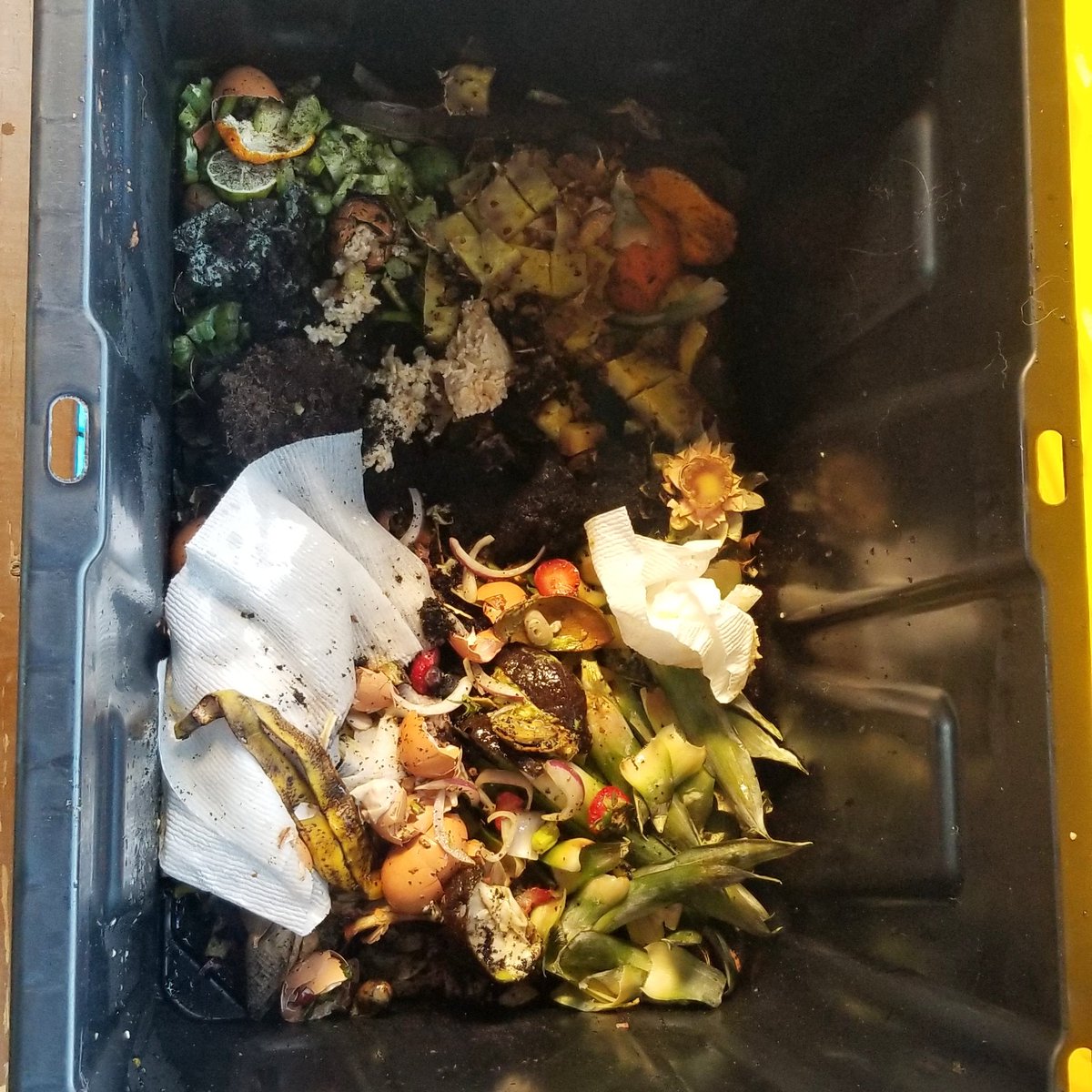 laurenoneil's tweet image. So... taking a stab at #composting, any tips?  So far I am just throwing food scraps and plants I&apos;ve killed in a big tupperware... #compostingtips #help