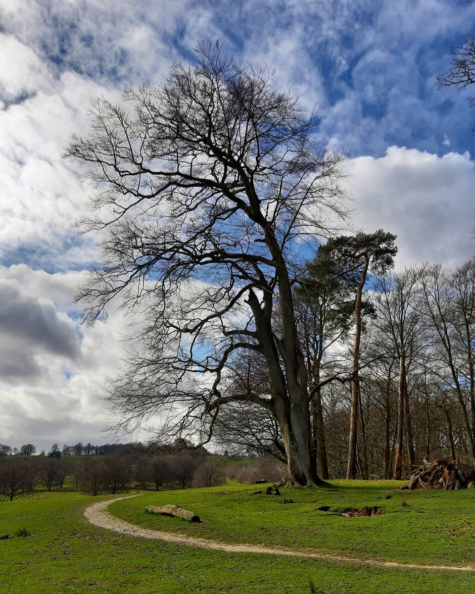 Afternoon walk at Petworth Park #Petworth #WestSussex #SouthDownsNationalPark #StandUpForTrees #ThePhotoHour @PetworthNT @southeastNT @CoolSussex @SussexWildlife @WoodlandTrust