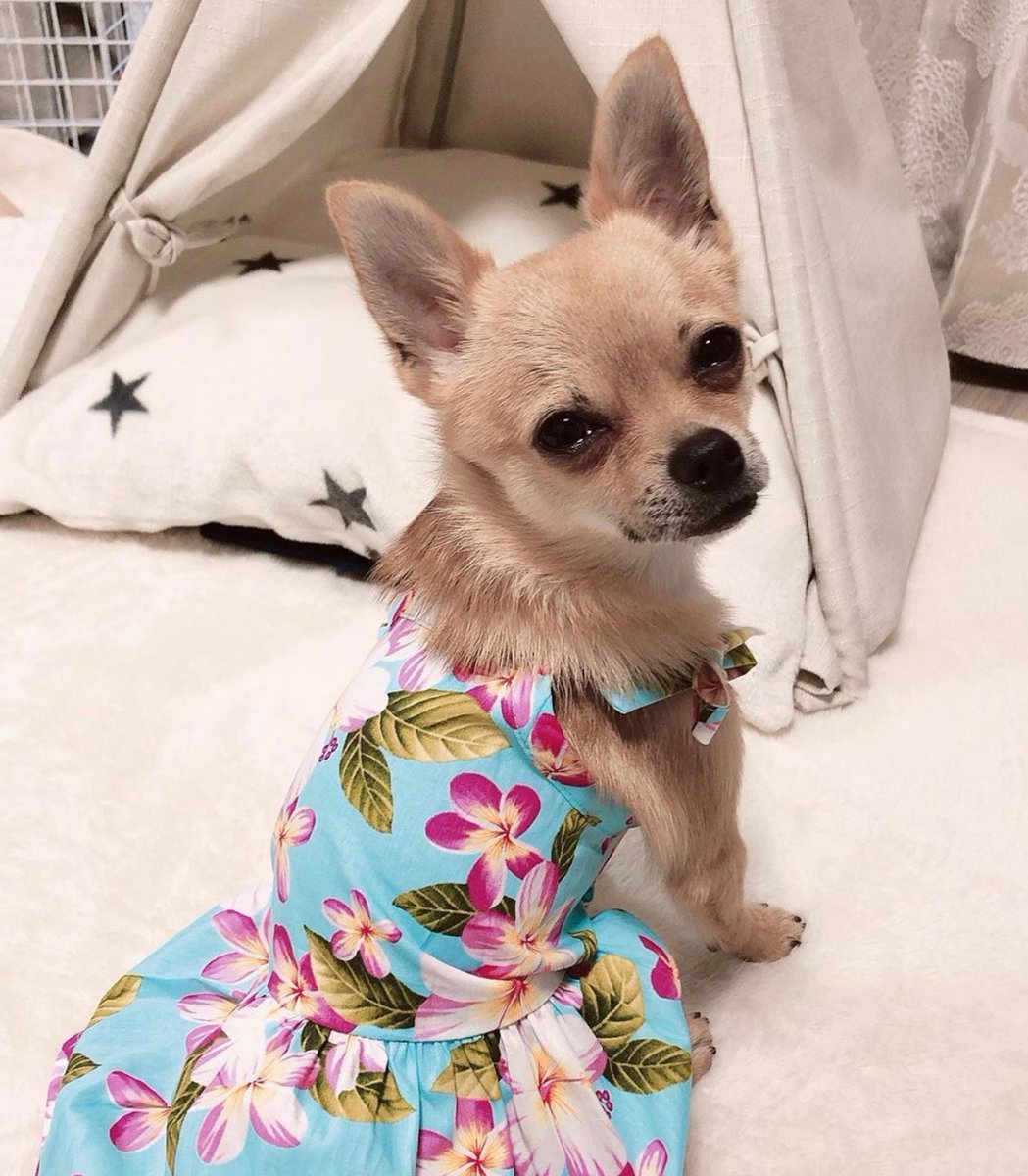 calvinandsusie's tweet photo. We’re obsessed with Ruru’s new look in her Calvin & Susie Aloha Sundress! It’s the perfect outfit to start off the beginning of spring!
To look just as adorable as Ruru shop at https://t.co/gZLEccWlIv
#calvinandsusie #calvinandsusiefamily #ハワイ #ペットショップ #犬 #alohawear https://t.co/QPS4bgtmi6