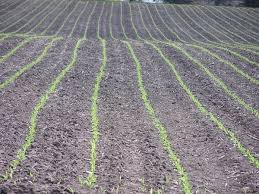 Сельскохозяйственный ландшафт. Поля аграрные морковные для детей фото. Ак моравия. Соя поле. Row fields.