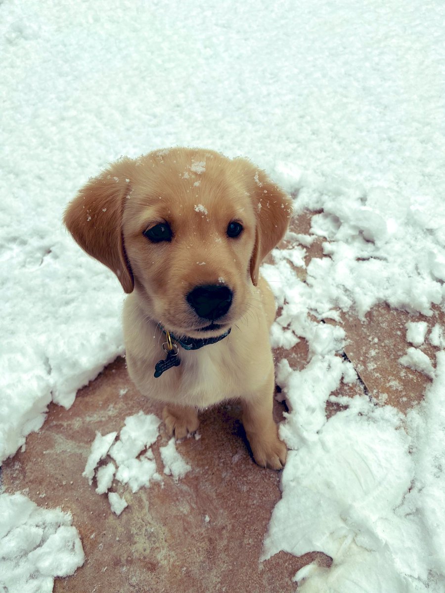 Huntershep34's tweet photo. Levi is the goodest of boys. @Purina this lil fella wants to know if y’all will hook him up! https://t.co/ajFQscxTeH