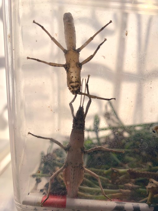 脱皮のtwitterイラスト検索結果 古い順