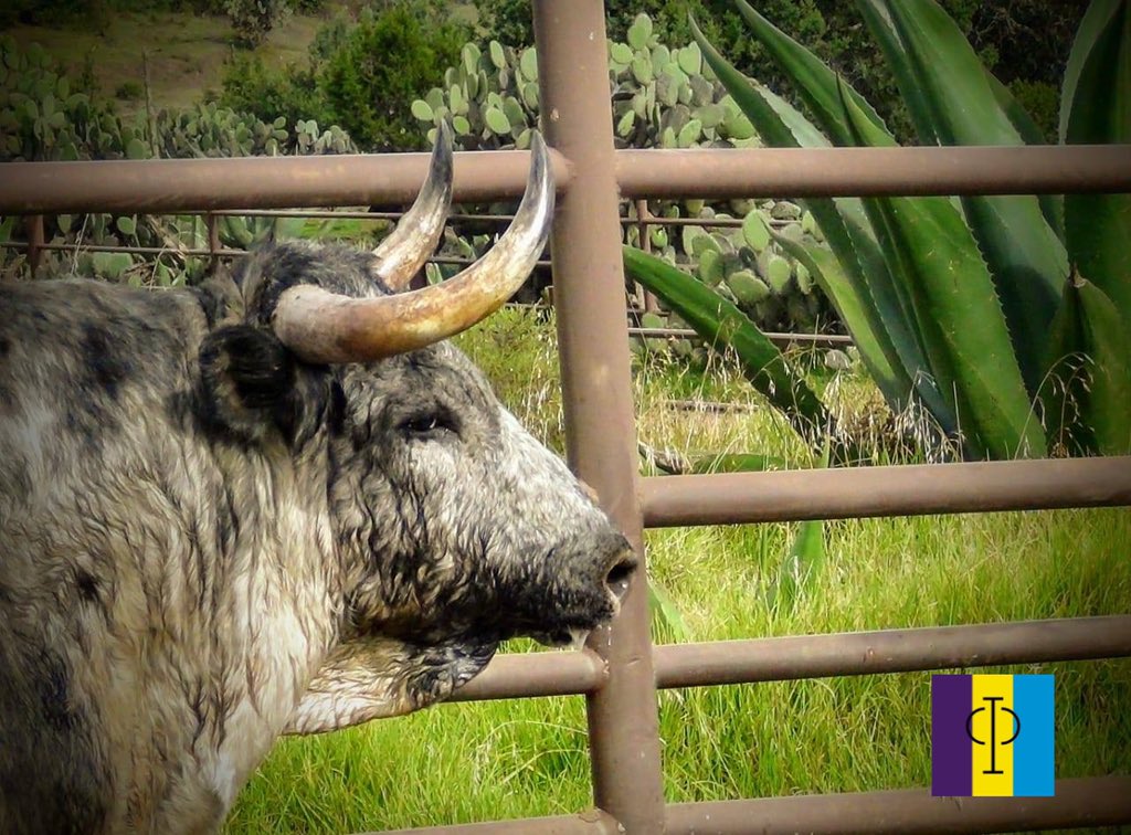 Los zurcos en la piel son la pátina del tiempo, seriEDAD incuestionable, nos vemos en Teziutlán el 15 de Marzo #TorreóndeCañas