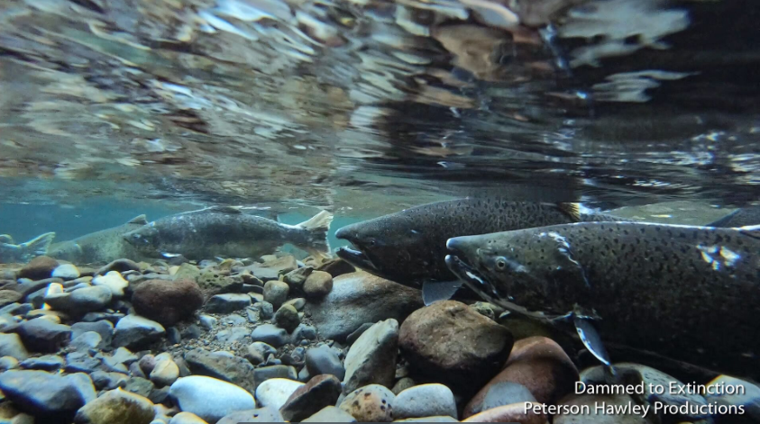 dammed2extinct's tweet photo. 𝑻𝒉𝒆𝒊𝒓 𝒏𝒖𝒎𝒃𝒆𝒓𝒔 𝒂𝒓𝒆 𝒂𝒕 𝒂𝒏 𝒂𝒍𝒍 𝒕𝒊𝒎𝒆 𝒍𝒐𝒘.

8 million Chinook Salmon are killed by the lower Snake River dams 𝐞𝐚𝐜𝐡 𝐲𝐞𝐚𝐫. 

𝑾𝒆'𝒓𝒆 𝒈𝒐𝒊𝒏𝒈 𝒕𝒐 𝒍𝒐𝒔𝒆 𝒕𝒉𝒆𝒎 𝒃𝒐𝒕𝒉 𝒊𝒇 𝒘𝒆 𝒅𝒐𝒏'𝒕 𝒂𝒄𝒕 𝒇𝒂𝒔𝒕...

#marchforthedams @PnwProtectors https://t.co/zE8DCBXQCE