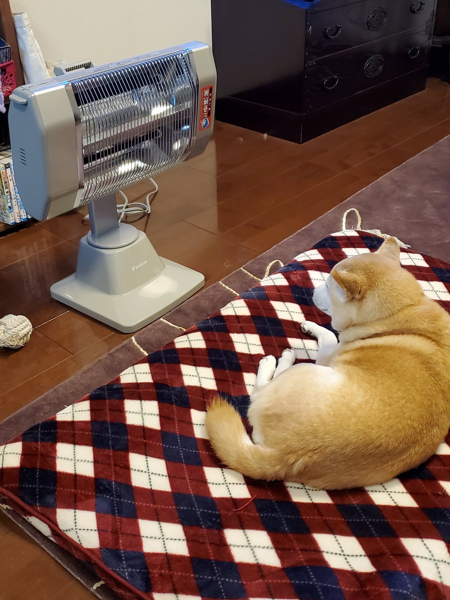 おおもり家 おはようございます 毎日の配達コースが最近渋滞するなと思てたらコロナの影響やと今朝気付きました 電車 バスで通勤通学の皆さん お気を付け下さい おおもり家開店しました 四日市ランチ 伊賀米おにぎり 伊賀米コシヒカリ 柴犬