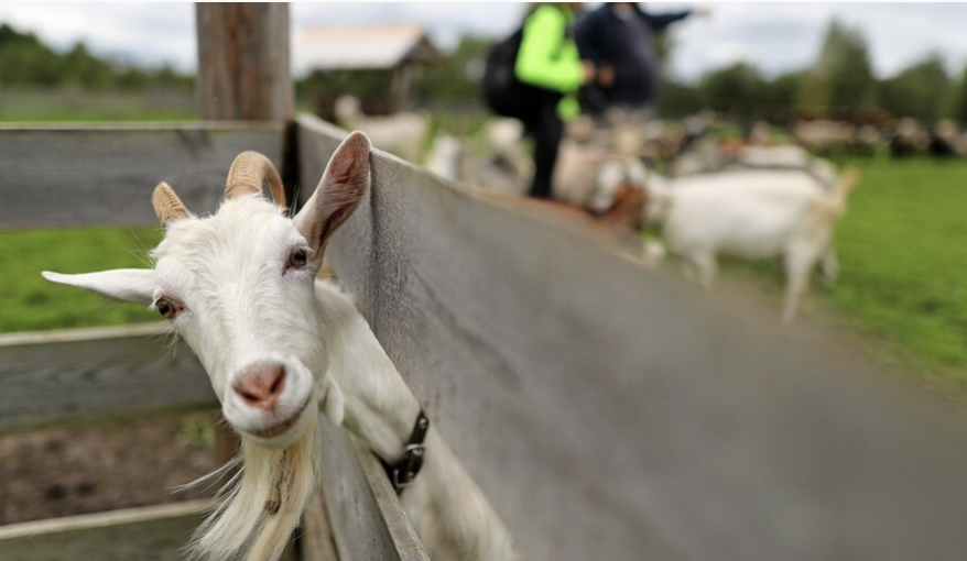 EasyKeeperHM's tweet photo. #haveyouherd Russian farmers are advised to go to the goat
https://t.co/MEQ6UORK8u https://t.co/aNEecDtJVY