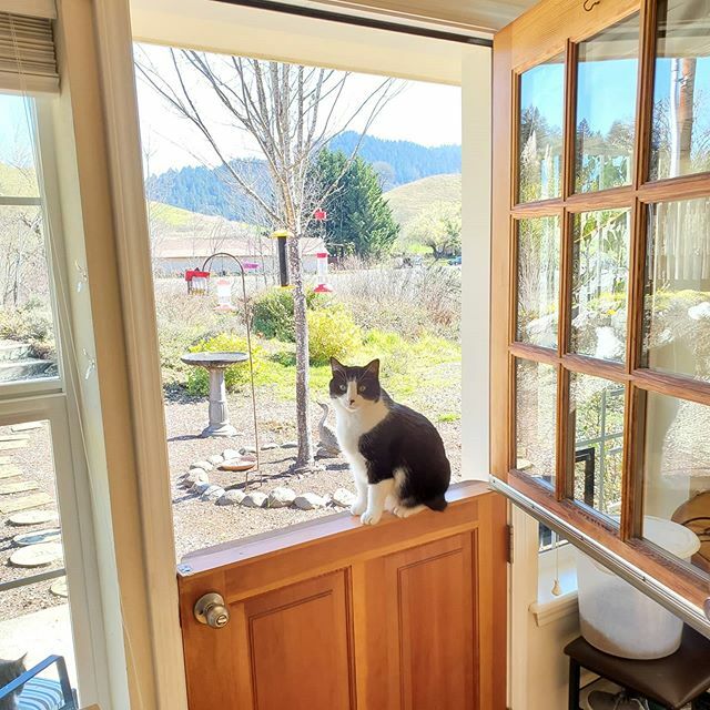 Charlie says hello from the cottage! . #dutchdoor #traveloregon #travelsouthernoregon #travelroseburg #airbnblife #petfriendly #petfriendlytravel #airbnboregon #Oregon #oregonairbnb #travelphotography #airbnb #catslife ift.tt/32wagWC