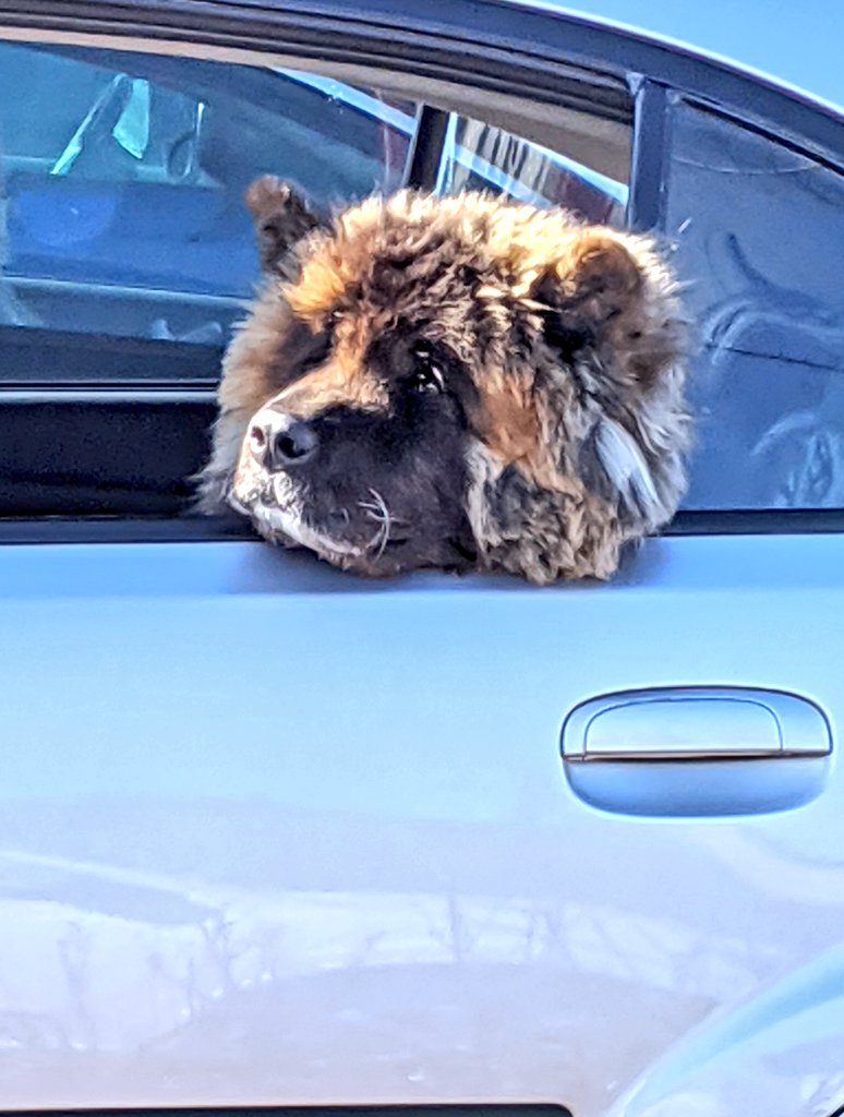 hauntedsunshine's tweet photo. Look at this cutie parked next to me! #dogorbear https://t.co/nUbjeVKy1f