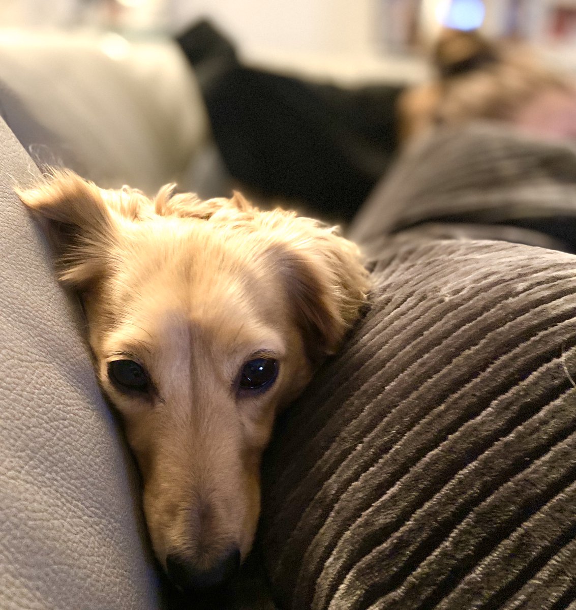 HuxandRosa's tweet photo. When you find the comfy spot between the back of the sofa and hoosis butt! #comfymuch #cuddles #love #dachshund #dogsoftwitter https://t.co/3bDDMCPO1b