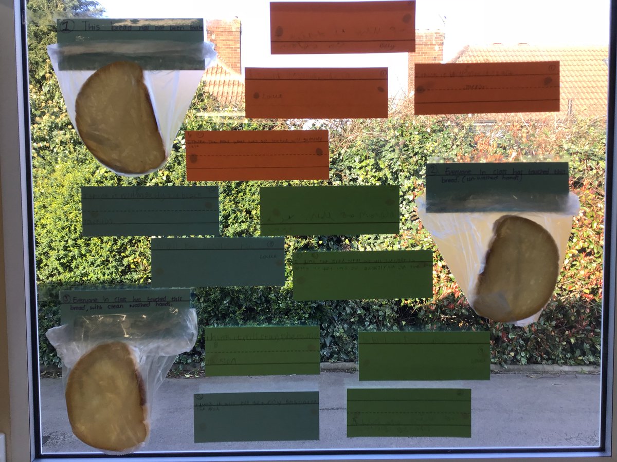 Roald Dahl Class at Windmill have been learning how to look after ourselves. We started by learning how to wash our hands properly and started an investigation by handling pieces of bread before and after we washed our hands to see which would go mouldy the quickest.