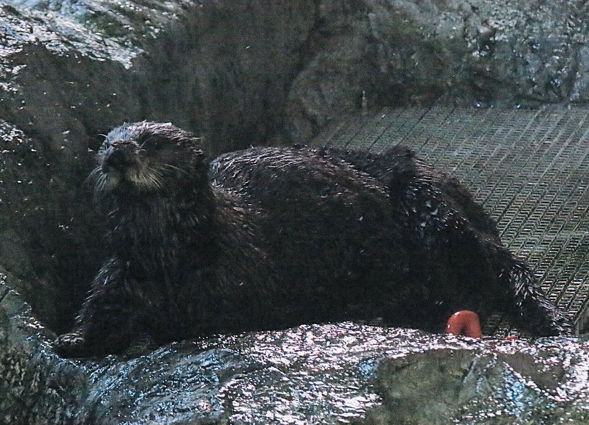 knxpete's tweet photo. #OtterMom new to the Aquarium of the Pacific, “Millie” a 4 year old Southern Sea Otter that will be a “surrogate” mom to abandoned pups found on shores. Plan w/Monterey Bay Aquarium is to save and re-introduce 10 -12 pups a year to the wild and re-populate species @KNX1070 https://t.co/2gYIA7ETWd