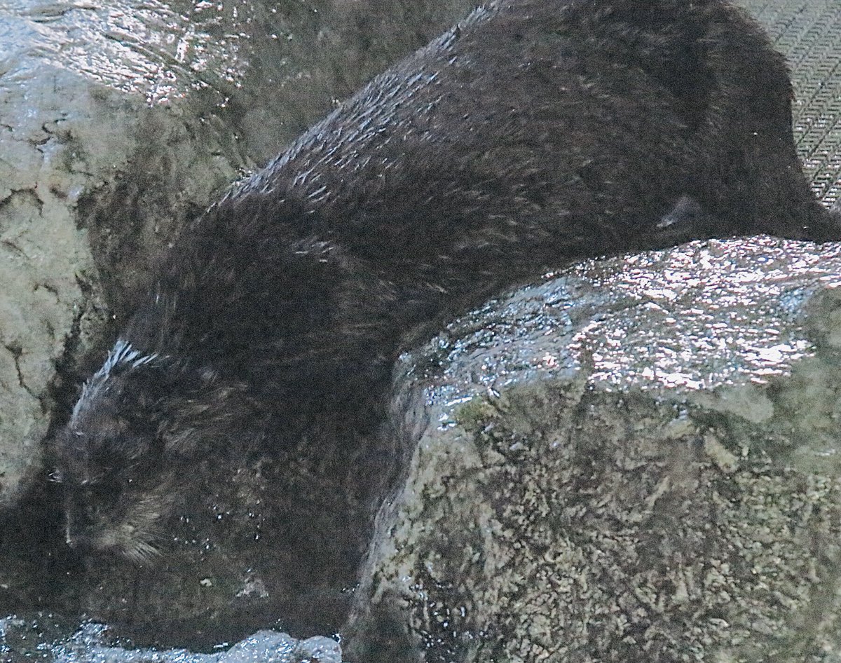 knxpete's tweet photo. #OtterMom new to the Aquarium of the Pacific, “Millie” a 4 year old Southern Sea Otter that will be a “surrogate” mom to abandoned pups found on shores. Plan w/Monterey Bay Aquarium is to save and re-introduce 10 -12 pups a year to the wild and re-populate species @KNX1070 https://t.co/2gYIA7ETWd