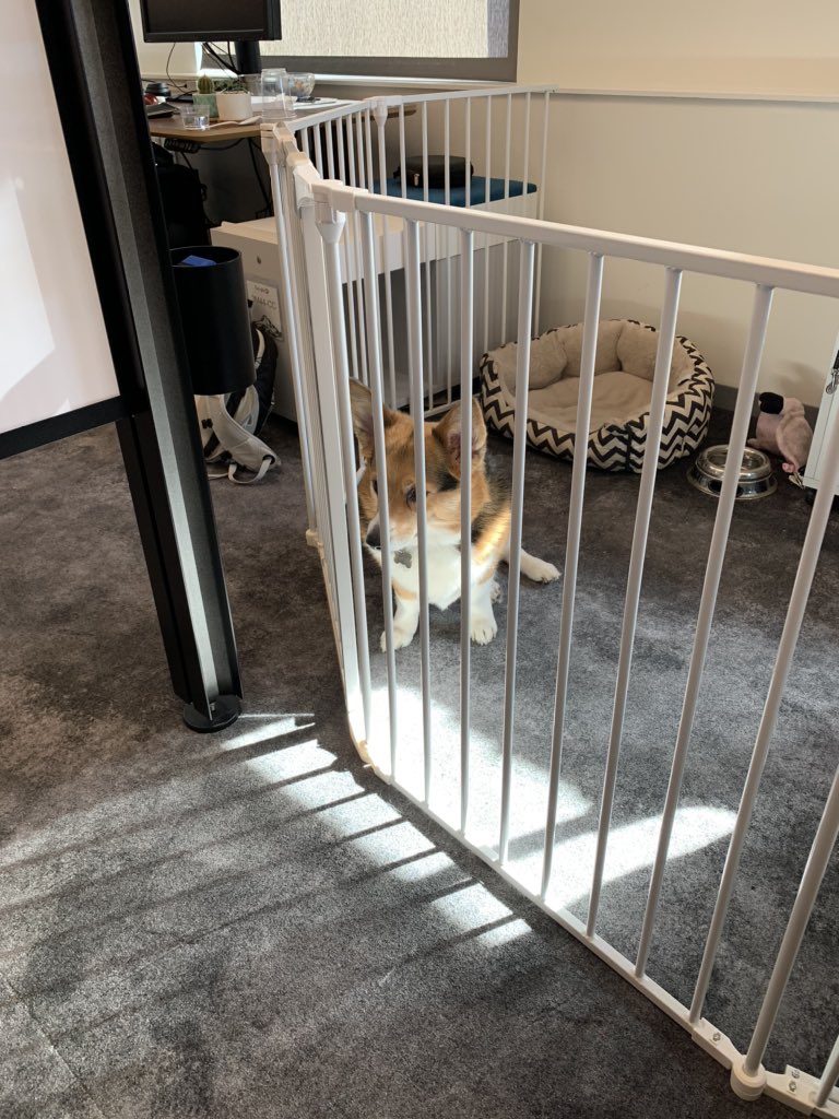 JessSlaughter_'s tweet image. I just found out that my TL’s dog is THE Amazon “something went wrong” dog, Muffin is a STAR