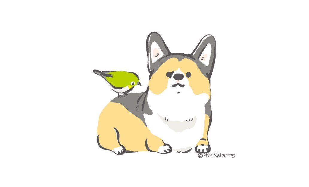 サカモトリエ イラストレーター コーギーをつんつんするメジロ Corgi コーギー メジロ イラスト T Co Lljqlyxzvh Twitter