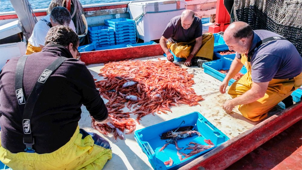 mmmediterranean's tweet photo. Mediterranean Fisherman are fishing the famous Gamba de Palamós. 
Thanks to them to make it possible to have it in your plate.

#gambadepalamos #prawns #redprawns #shrimp #worldfamous #bestintheworld #🦐  #mmmediterranean #foodidea #bestfoodintown #famousfood #uniquefood https://t.co/VBlgGrgxVC