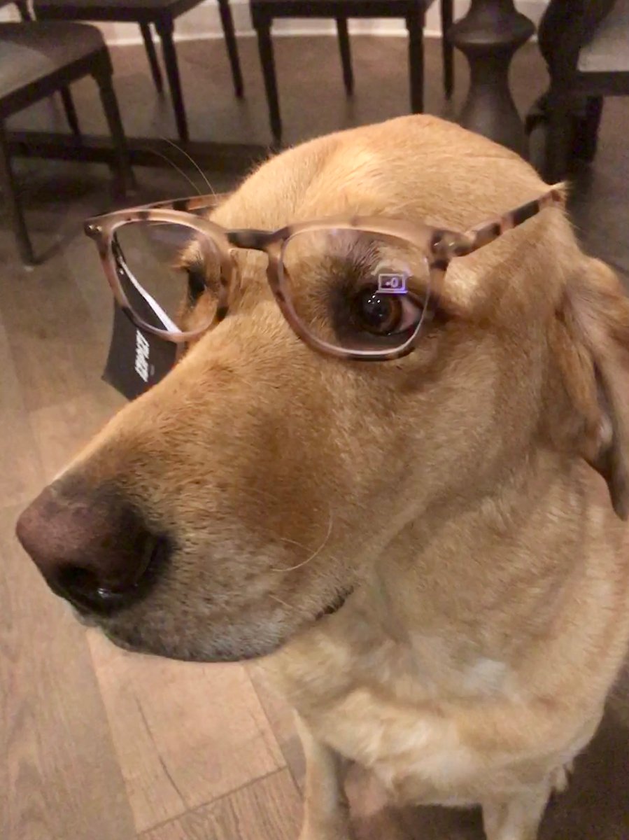LauraNumeroff's tweet photo. My friend’s dog, Kingston! I don’t think he read my book, DOGS DON’T WEAR GLASSES! https://t.co/ch0frsOEoP