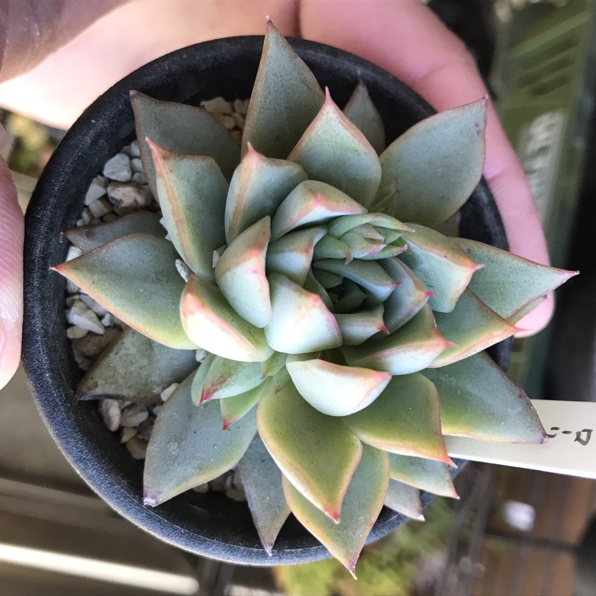Tomgr13's tweet photo. 写真上の方花芽
下の方子株と信じたい。
#エケベリア #グローリー #Echeveria #groly #多肉植物 https://t.co/Nnk5qLgUng