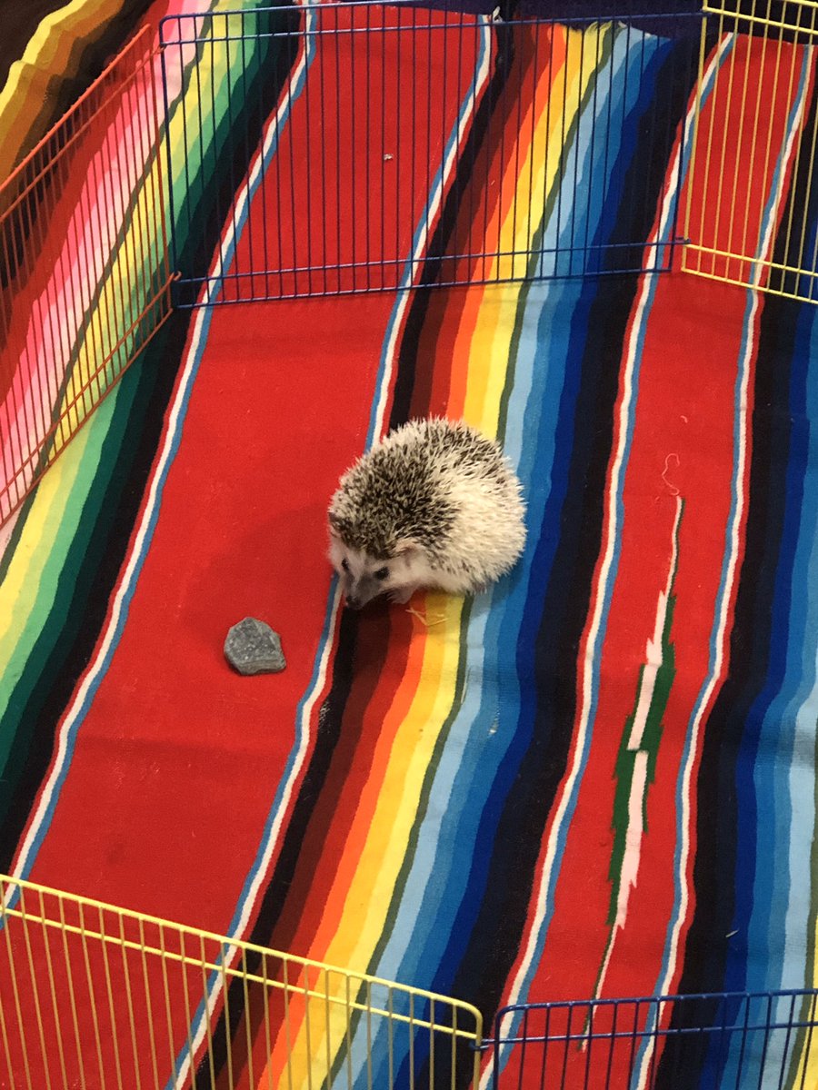 Gatelytweets's tweet photo. We made some new animal friends today thanks to @Wildrockva 🦔 🐍 https://t.co/mv6x5vliT2