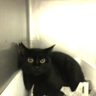 Japanesemichael Jackson 兵庫県尼崎市保健所 期限 2月28日 綺麗な黒猫 単身者応募可 関西圏譲渡相談可 愛称 クレア 性別 女 年齢 1 2歳 猫種 黒猫 性格 恐怖で威嚇あり 悪気なし 気長に向き合えば必ず心を開いてくれます 一時保護