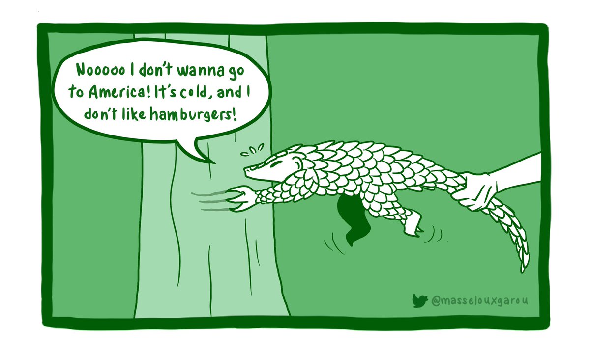 masselouxgarou's tweet photo. #PangolinFunFact Day 25: Pangolins are the most illegally trafficked mammals in the world. Most demand comes from Asia, but Europe and the US are also major trade hubs. In fact, 78% of CITES-reported pangolin trade incidences in the US between 1994-2014 were for domestic use. 1/2 https://t.co/bOxzBt79WV