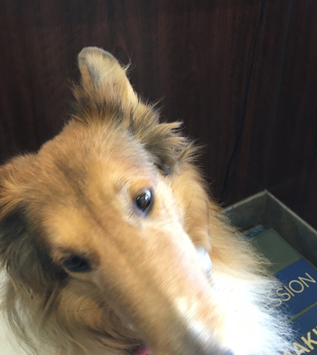 CollieCrusader's tweet photo. ⚖️ #ruhroh ⚖️ Went to vet for routine visit. 😅 The nice vet didn’t say anything about my extra few pounds as mommy distracted her with questions! I should be around 52-54 pounds given my petite frame. As you probably guessed, the staff adored 🥰 me! #wellbehaveddog https://t.co/7sISStDGLZ