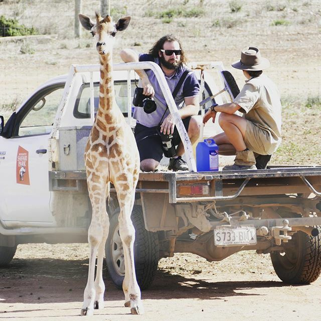 Don’t you hate it when you get caught at work day dreaming.
Thanks for the pic @zoossa .
#togslife #photographerlife #giraffe #daydreaming #monartozoo #caughtnapping #southaustralia #monarto #zoo ift.tt/3acUcvK